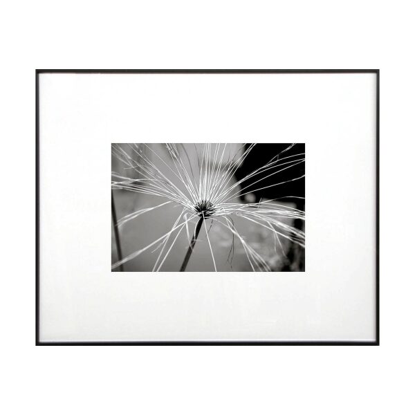 Cuadro Fotografía flor papiro 1 65×52