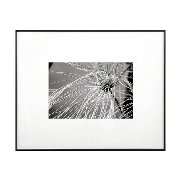 Cuadro Fotografía flor papiro 2 65×52