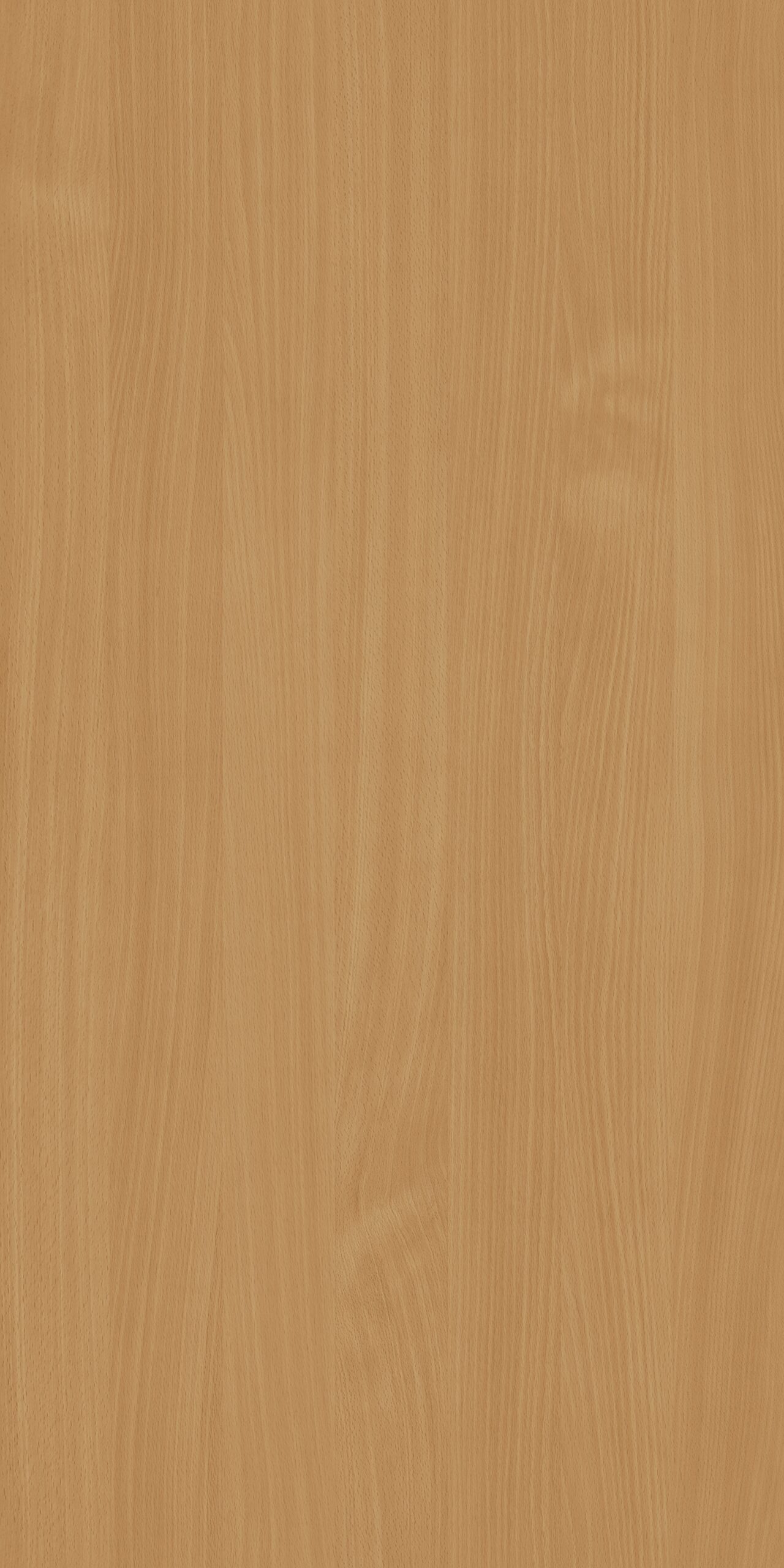 m2112_pien_beech