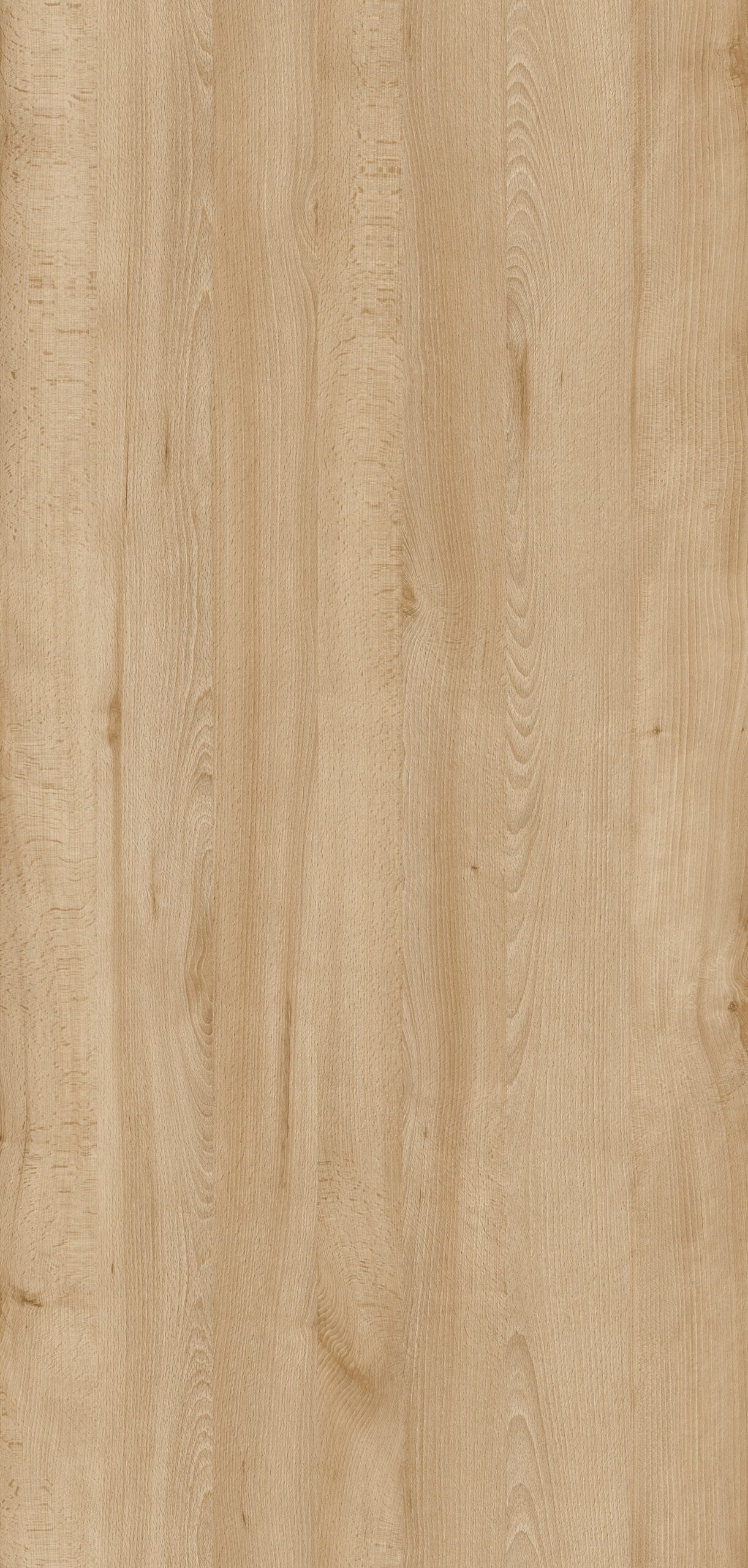 m6210_magyra_beech_nature